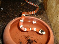 /album/aqua-terra-95/a20090310-9-kopie-jpg/